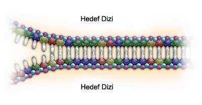 1. Amplifiye edilecek DNA nın yüksek sıcaklıkta denatürasyonu 2. Primerin hedef DNA ya bağlanması 3. Primerin uzamasıdır.