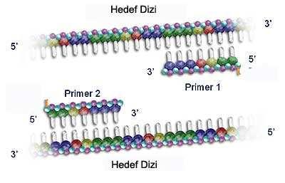 Şekil 2.4 Primerlerin Açılan DNA Zincirlerine Bağlanması (http://www.pharmaceutical-technology.com/roche/images/roche7.jpg 2011) 2.5.