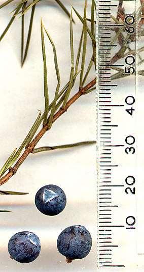 Juniperus