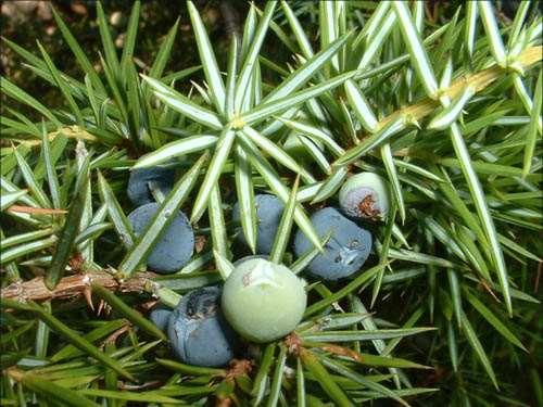 Juniperus
