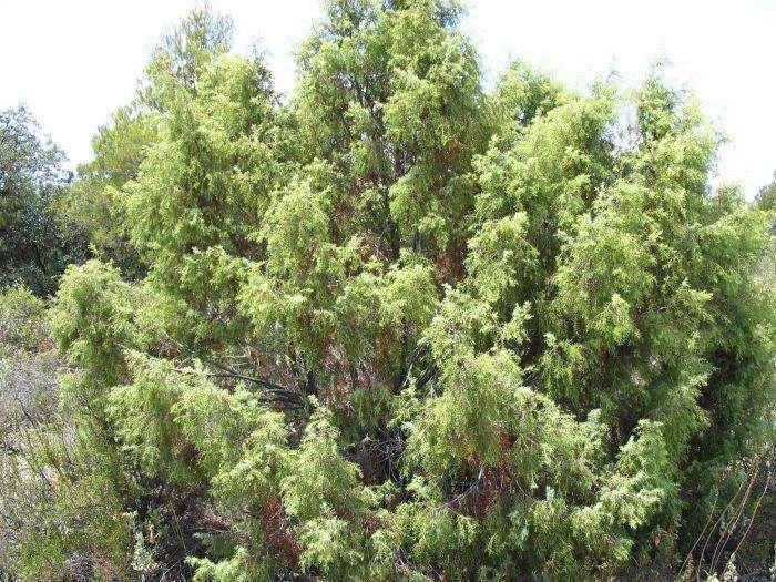 Juniperus