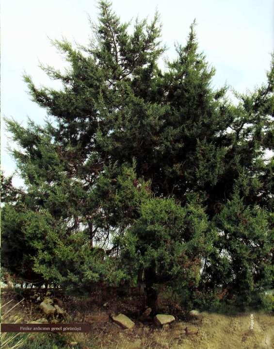 Juniperus