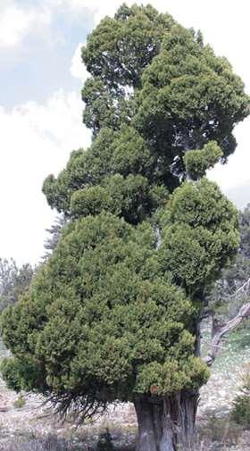 Juniperus