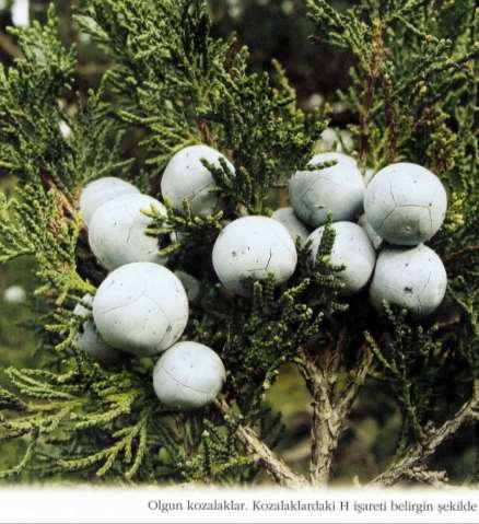 Juniperus