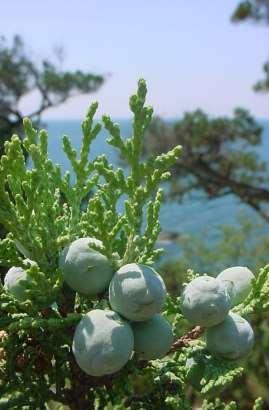 Juniperus