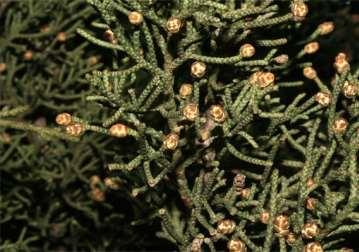 Juniperus - Ardıçlar xycedrus Seksiyonu (iğne yapraklı) Juniperus communis subsp. alpina Juniperus communis subsp.