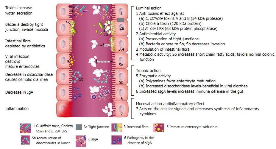 Probiyotiklerin S.