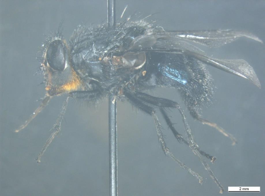 Şekil 1.3. Ergin C. vomitoria (lateralden), başın posterioründeki turuncu kıllar Toraks morfolojisi: Toraksları koyu mavi-siyah renktedir.