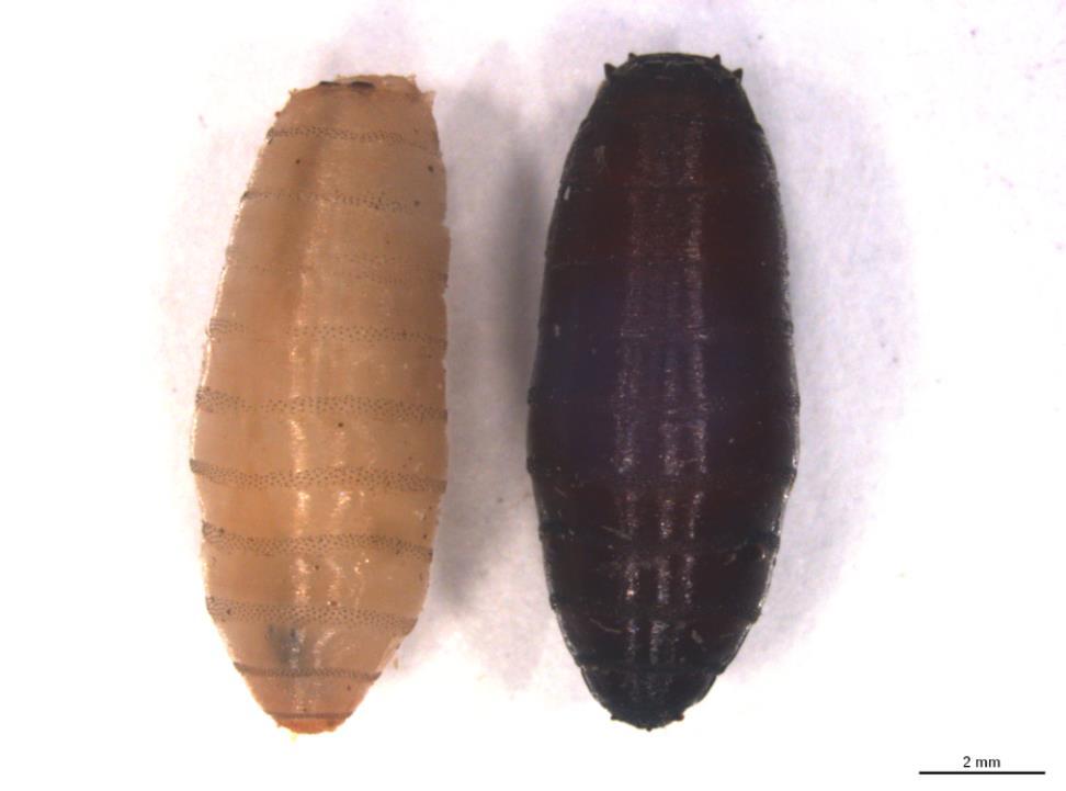 3. dönem larva döneminden pupaya geçiş ilk olarak 21.07.2013 te saat 12:00 de görülmüştür. Buna bağlı olarak yine pupaya giren ilk 10 bireyin ortalaması alındığında 3.