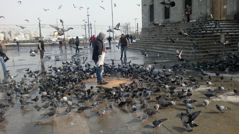 SONRADAN KAZANILMIŞ DAVRANIŞLAR (ÖĞRENİLMİŞ DAVRANIŞLAR) 2) Alışkanlık yolu ile: Bir hayvan belirli aralıklarla tekrar tekrar aynı şiddetteki uyarana maruz kalırsa canlının gösterdiği tepki yavaş