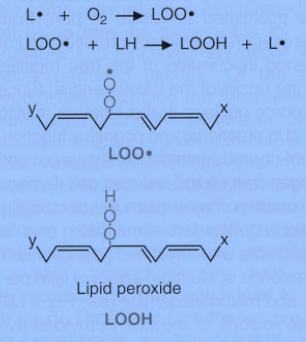 Lipid radikali (L ) dayanıksız bir bileşiktir ve bir dizi değişikliğe uğrar. Lipid radikallerinin (L ) moleküler oksijenle (O 2 ) etkileşmesi sonucu lipid peroksit radikalleri (LOO ) oluşur.