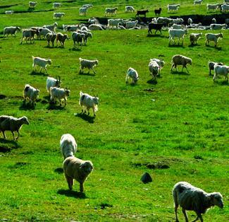 HAYVANCILIK SEKTÖRÜ Hayvancılık, toplam tarımsal üretimde %50 paya sahiptir.