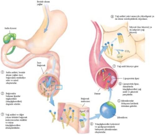 Hücreler yağ asitlerini üç kaynaktan elde edebilirler: diyetle alınan yağlardan Triaçilgliseroller karaciğer, kalp ve dinlenme halindeki iskelet kasları başta olmak üzere bazı organların enerji