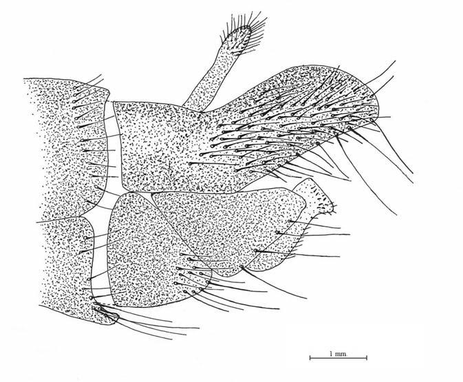 1. Machimus aberrans, erkek genitalinin lateral