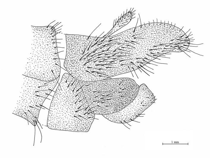 Machimus caliginosus, erkek genitalinin lateral