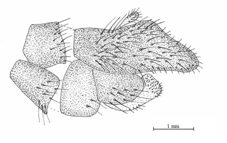 Machimus gratiosus, erkek genitalinin lateral