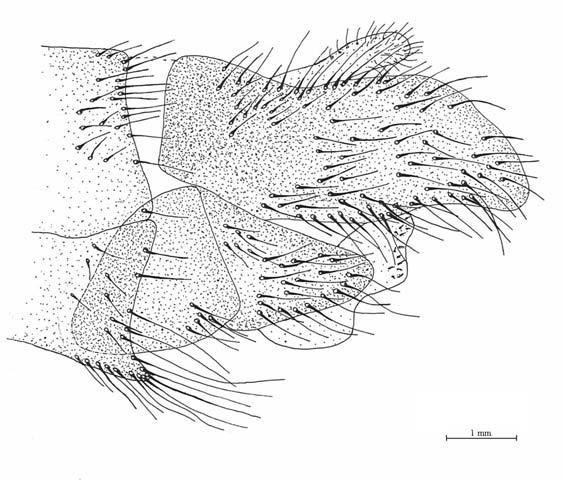 Machimus rusticus, erkek genitalinin lateral görünüşü.