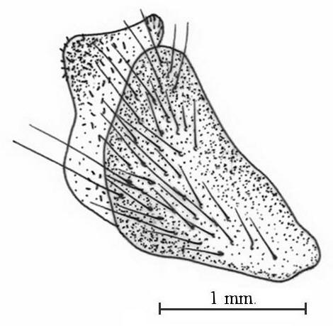 a) Machimus gratiosus b)