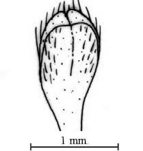 Tolmerus senex,