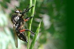 Asilidler, delici bir hortuma, bristil ve sık kıllara sahip olan predatör sineklerdir [38, 57].