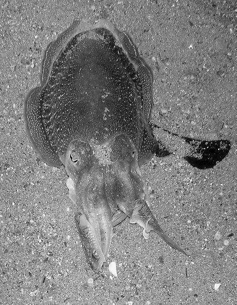 Egg production and food intake of the adult cuttlefish during the experiment. Şekil 4. A: Tankın zemininde dinlenme fazında olan erkek ve dişi sübye.