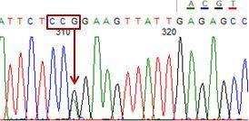 Bu amino asit değişimi daha öncede belirtildiği gibi κ-kazein geni temel alleleri olan A ve B allelerini belirleyen amino asitlerdir. Nitekim, 136.