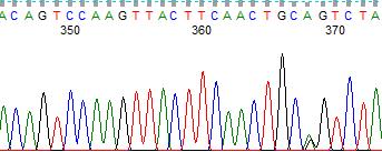 neden olmamıştır. Aynı amino asit olmasına rağmen söz konusu SNPden A allelinden ayırt edilebilmesi için A1 alleli olarak tanımlanmaktadır. 168 ġekil 3.7: κ-kazein ekzon bölgesi DNA dizisi, 512.