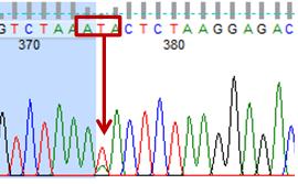 ġekil 3.8:κ-kazein intron bölgesi DNA dizisi, 4.