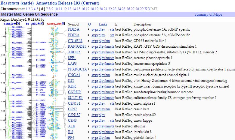 bağlantı oluşturur iken, κ-kazein geni bunlardan yaklaşık 70 kb uzağında yer almaktadır (Eigel, 1984, Ferretti ve ark. 1990). ġekil 3.11: Bos taurus kromozom 6 daki genler (http://www.ncbi.nlm.nih.