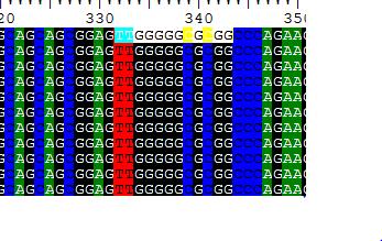 288 12 bp delesyon bölgesi ġekil 3.20: POMC gen dizisi, SNP ve delesyon bölgesi-2 Şekil 3.19 ve şekil 3.
