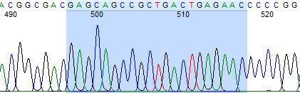ekson bölgesi DNA