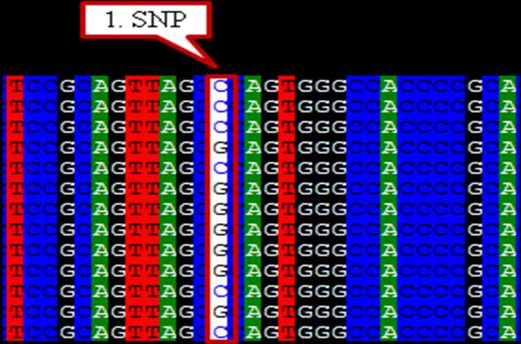 POMC geni ekson bölgesinde, POMC geni 198. nükleotidinde gerçek dizi üzerinde bir T C ye SNP belirlenmiştir.