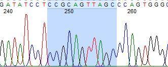 ġekil 3.24: POMC geni intron bölgesi DNA dizisi, 2261.