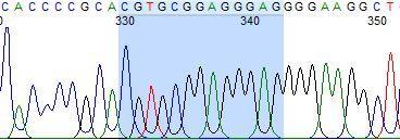 ġekil 3.26: POMC geni intron bölgesi DNA dizisi, 2292.