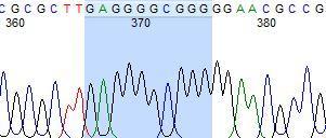 ġekil 3.28: POMC geni intron bölgesi DNA dizisi, 2335. nükleotiddeki SNP resmi-2 3.2.3 POMC geni biyoinformatik analizi Metod bölümünde belirtildiği gibi NCBİ Blastn analizi yapıldı.