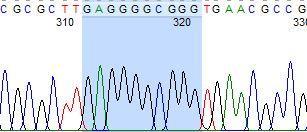 29 da sığır POMC genini özeti verilmiştir. Şekil 3.30 de sığırlara ait kromozom 11 deki gen dağılımı görülmektedir.