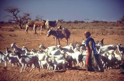 saxlanılır.somali keyfiyyətli geniş otlaq sahələrinə malikdir.adambaşına düşən mal-qaranın sayına görə Afrikada 1-ci yerdədir.ölkədə mal-qara 5300, qoyun - 13 500 keçi - 12 500 və dəvə - 6100 başdır.