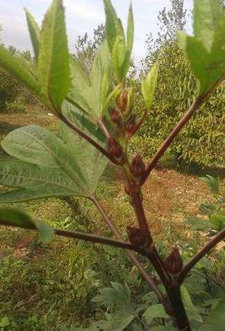 kullanılmaktadır. Hibiskus aynı zamanda güçlü bir antioksidandır, C vitamini içeren hibiskus, yağ yakmayı hızlandırır ve bağışıklık sistemini güçlendirir.