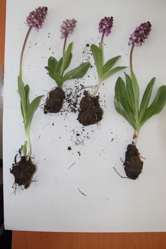 Şekil 10 Orchis purpurae caucasia 3.2. Yumruların Fiziksel ve Kimyasal Özellikleri Toplanan yumrular boyca ve iç doluluğu bakımından oldukça farklılık göstermiştir.