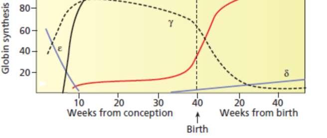 Doğumdan sonra yaşamın ilk iki yılında HbF sentezi hızla azalır ve yavaş yavaş periferal kanda HbA ile yer değiştirir.