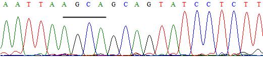 25 ölçülürken, A/A genotipinde % 1.68 ve G/A genotipinde ise % 1.94 olarak belirlenmiştir.