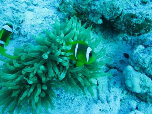 Shark Reef/Yolanda Reef Bir birine çok benzeyen iki resifdir ve Ras Mohammed kıyısının hemen açığında bulunan, dipten gelen tek bir mercan kulesinin üzerinde bulunurlar.