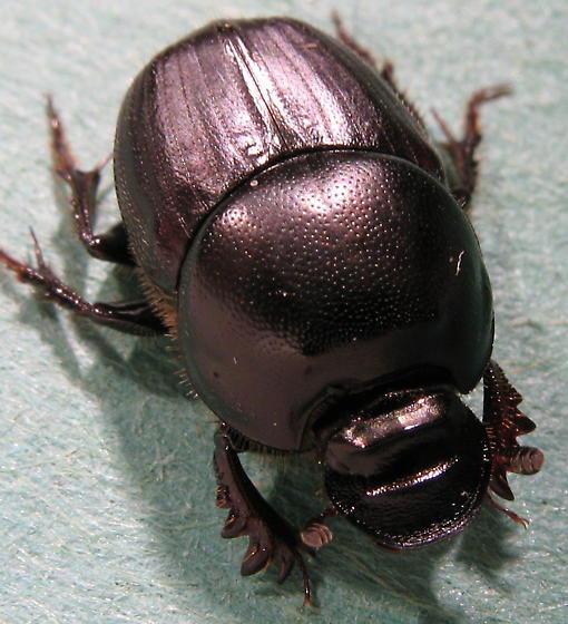 Onthophagus Taurus Kadim Mısır'ın tılsımsal böceği 10 cm boyunda ve ağırlığının