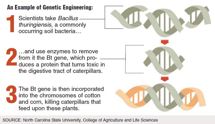 GMO-2 Haşerelere Dirençli Mısır Bitkisi Toprakta yaşayan Bacillus thuringiensis bakterisinin DNA sı DNA dan Bt geninin çıkarılması.