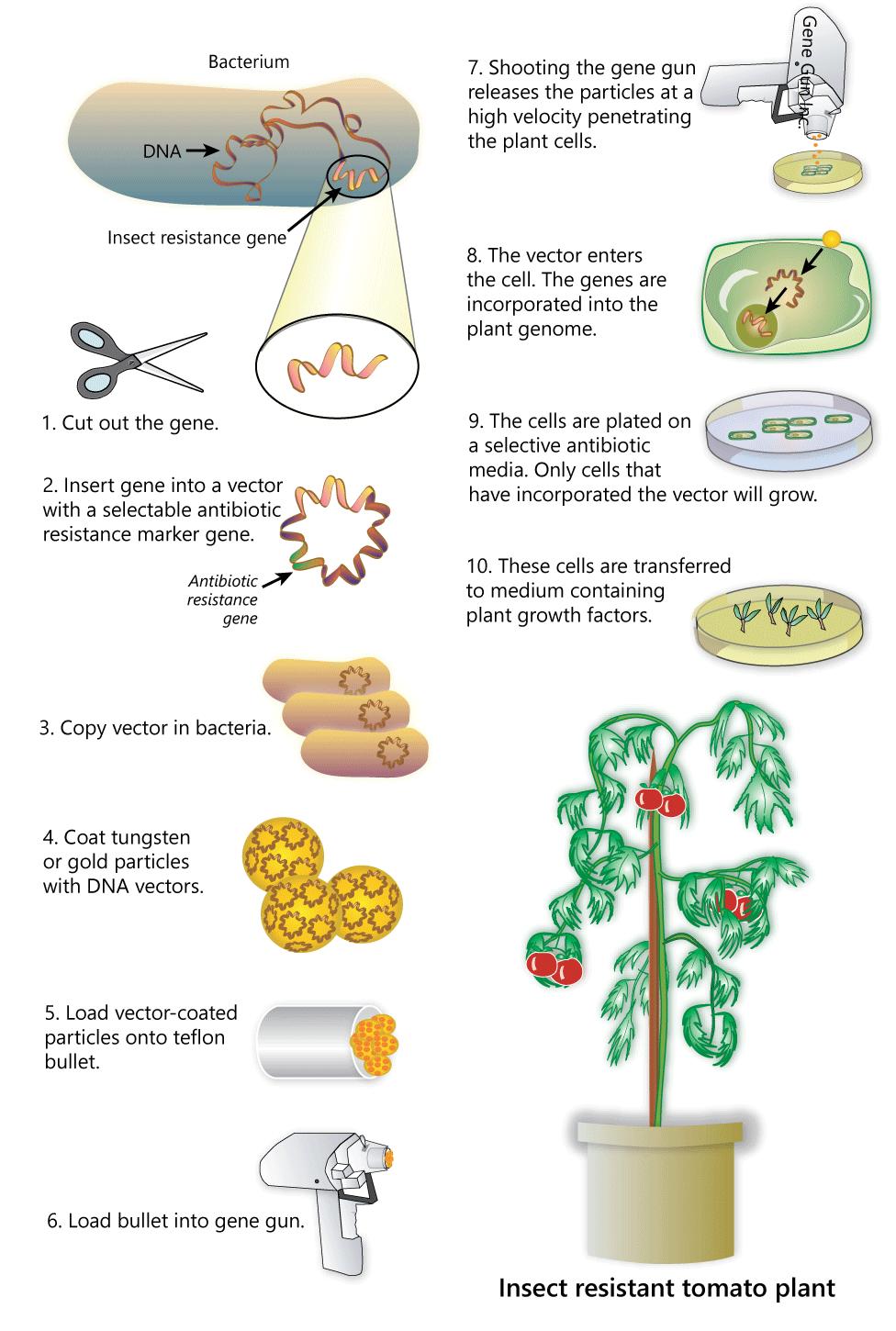 GMO-3 Haşerelere Dirençli Domates Bitkisi