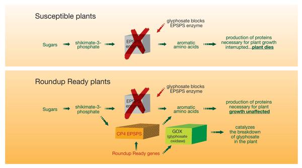 GMO-5 Herbisit (glufosate) dirençli kanola bitkisi Herbisite hassas bitki Herbisite