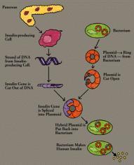 aktarılması Rekombinant DNA