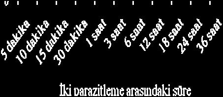 Herbir parazitim derecesinde çıkış yapan dişi parazitoitlerin yaşam ve gelişme süreleri belirlenmiştir.