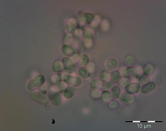 3.Familya: Cyanobacteriaceae 5.Cins: Aphanothece Nägeli 8.Tür: Aphanothece stagnina (Sprengel) A.Braun (Şekil 3.13, Şekil 3.