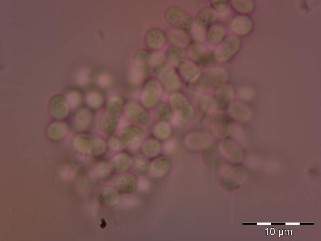 Cins: Cyanobacterium Rippka & Cohen-Bazire 9.Tür: Cyanobacterium cedrorum (Sauvageau) Komárek, Kopecky & Cepák (Şekil 3.